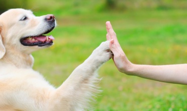 Köpeğiniz İçin 10 İdeal Yaklaşım 